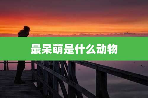 最呆萌是什么动物