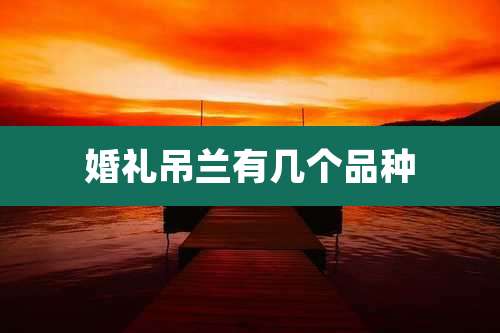 婚礼吊兰有几个品种