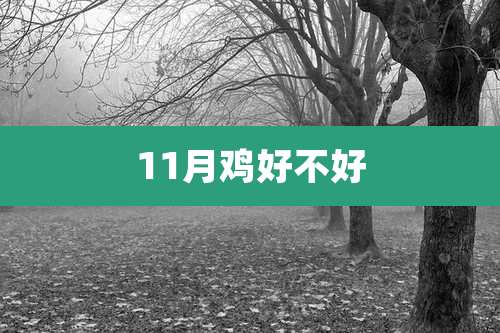 11月鸡好不好