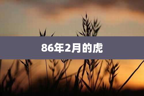 86年2月的虎