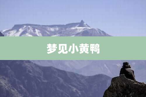 梦见小黄鸭