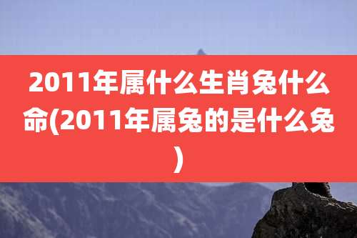 2011年属什么生肖兔什么命(2011年属兔的是什么兔)