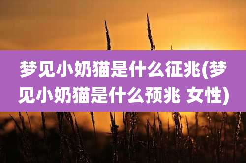 梦见小奶猫是什么征兆(梦见小奶猫是什么预兆 女性)