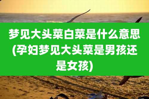 梦见大头菜白菜是什么意思(孕妇梦见大头菜是男孩还是女孩)