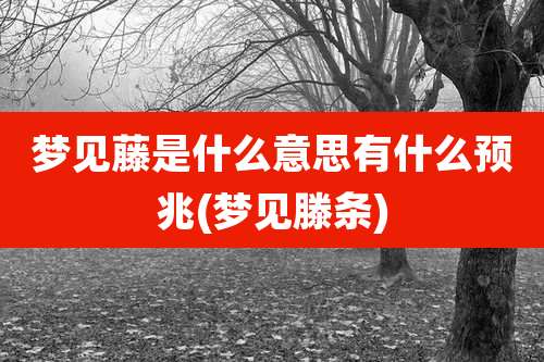 梦见藤是什么意思有什么预兆(梦见滕条)