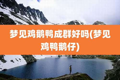 梦见鸡鹅鸭成群好吗(梦见鸡鸭鹅仔)