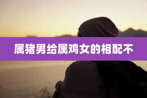 属猪男给属鸡女的相配不