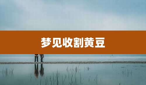 梦见收割黄豆