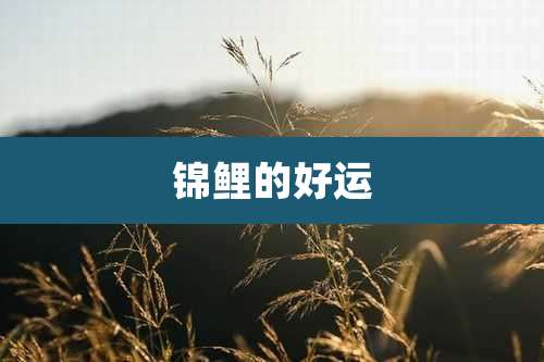 锦鲤的好运