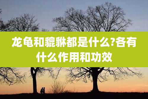 龙龟和貔貅都是什么?各有什么作用和功效