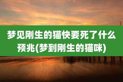 梦见刚生的猫快要死了什么预兆(梦到刚生的猫咪)