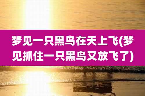 梦见一只黑鸟在天上飞(梦见抓住一只黑鸟又放飞了)