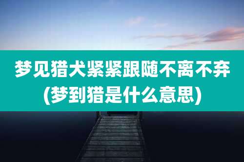 梦见猎犬紧紧跟随不离不弃(梦到猎是什么意思)