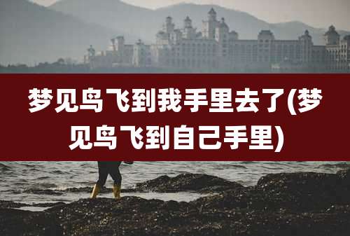 梦见鸟飞到我手里去了(梦见鸟飞到自己手里)