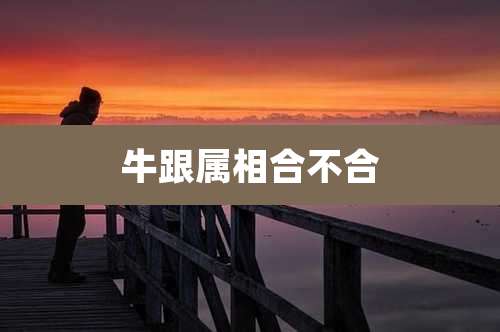 牛跟属相合不合