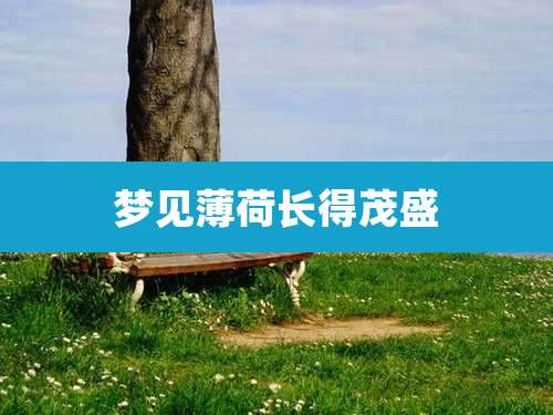 梦见薄荷长得茂盛