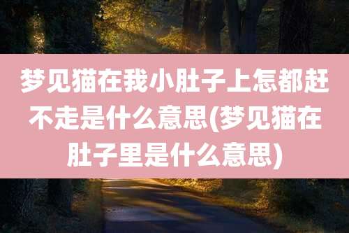 梦见猫在我小肚子上怎都赶不走是什么意思(梦见猫在肚子里是什么意思)