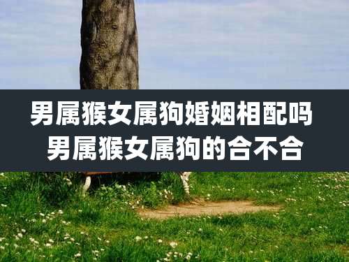 男属猴女属狗婚姻相配吗 男属猴女属狗的合不合