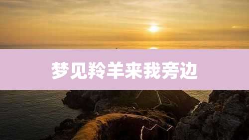 梦见羚羊来我旁边