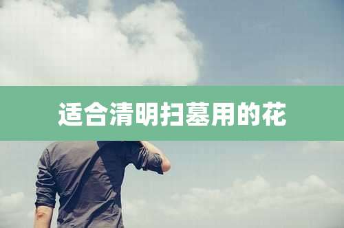 适合清明扫墓用的花