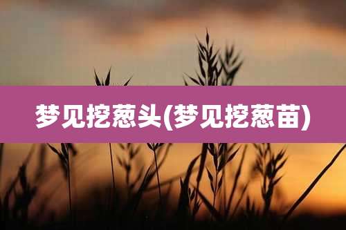 梦见挖葱头(梦见挖葱苗)