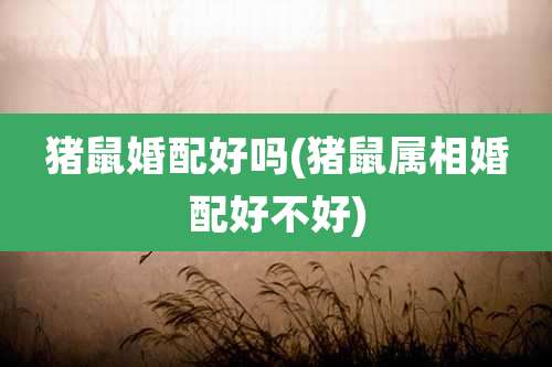 猪鼠婚配好吗(猪鼠属相婚配好不好)