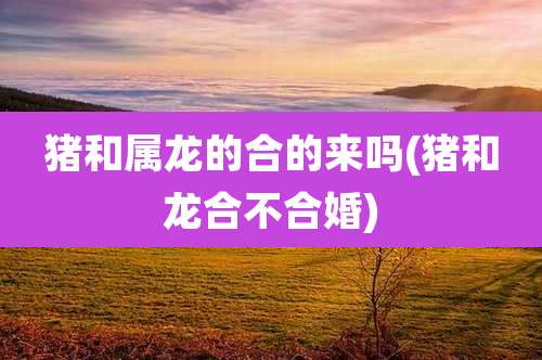 猪和属龙的合的来吗(猪和龙合不合婚)