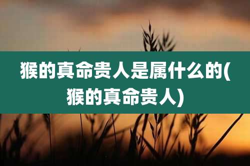 猴的真命贵人是属什么的(猴的真命贵人)