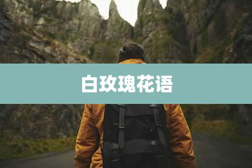 白玫瑰花语
