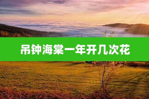 吊钟海棠一年开几次花