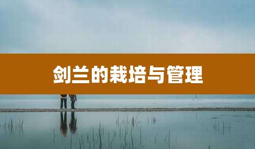 剑兰的栽培与管理