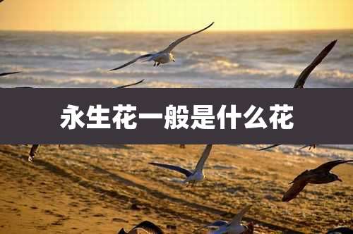永生花一般是什么花