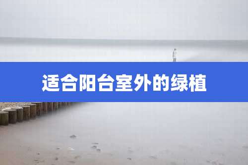 适合阳台室外的绿植