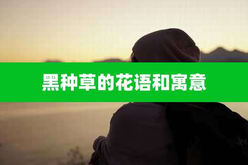 黑种草的花语和寓意