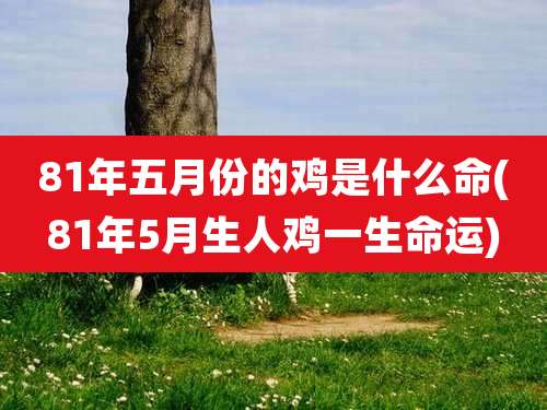 81年五月份的鸡是什么命(81年5月生人鸡一生命运)