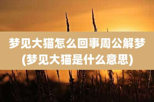 梦见大猫怎么回事周公解梦(梦见大猫是什么意思)