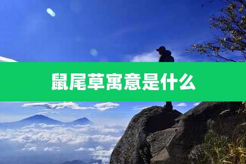 鼠尾草寓意是什么