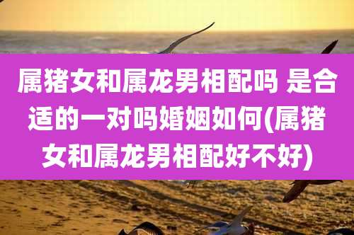 属猪女和属龙男相配吗 是合适的一对吗婚姻如何(属猪女和属龙男相配好不好)