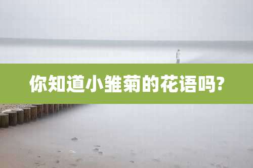 你知道小雏菊的花语吗?