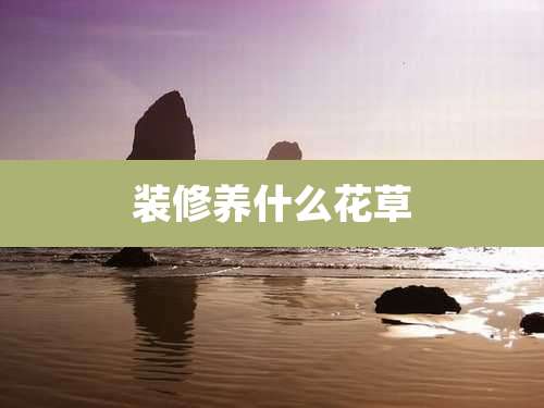 装修养什么花草