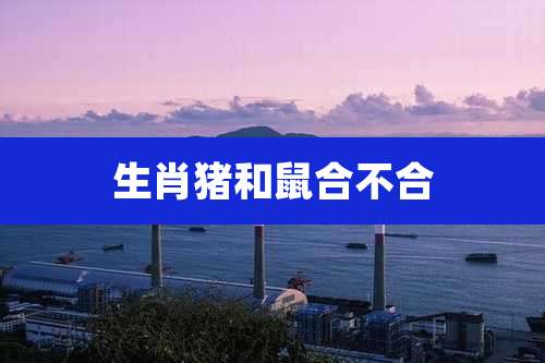 生肖猪和鼠合不合