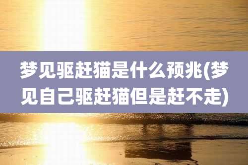 梦见驱赶猫是什么预兆(梦见自己驱赶猫但是赶不走)