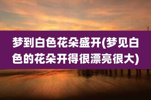 梦到白色花朵盛开(梦见白色的花朵开得很漂亮很大)