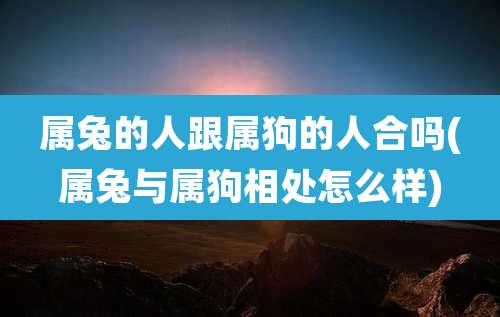 属兔的人跟属狗的人合吗(属兔与属狗相处怎么样)