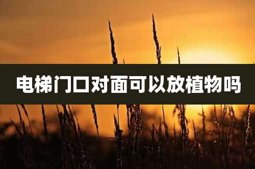 电梯门口对面可以放植物吗