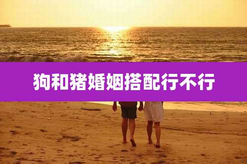狗和猪婚姻搭配行不行