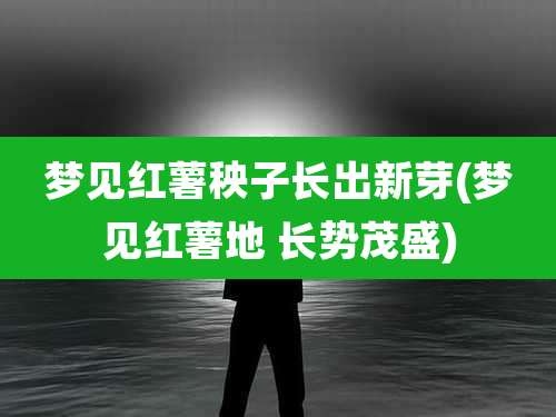 梦见红薯秧子长出新芽(梦见红薯地 长势茂盛)