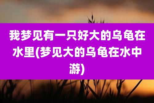 我梦见有一只好大的乌龟在水里(梦见大的乌龟在水中游)