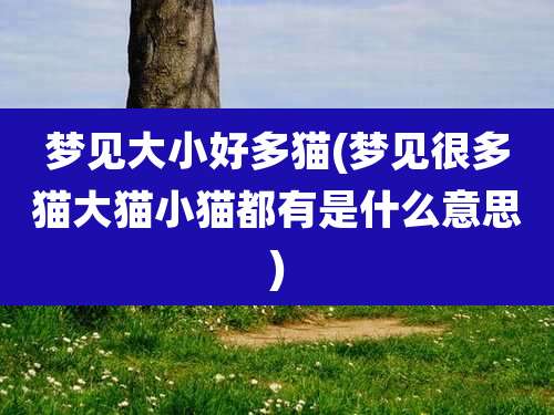 梦见大小好多猫(梦见很多猫大猫小猫都有是什么意思)