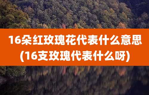 16朵红玫瑰花代表什么意思(16支玫瑰代表什么呀)